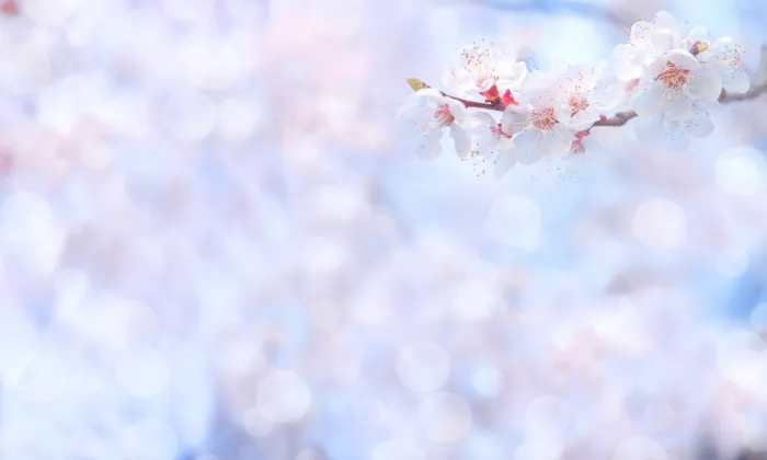 Drupal CMS Development Pflugerville Austin TX | Drupal Developer ...